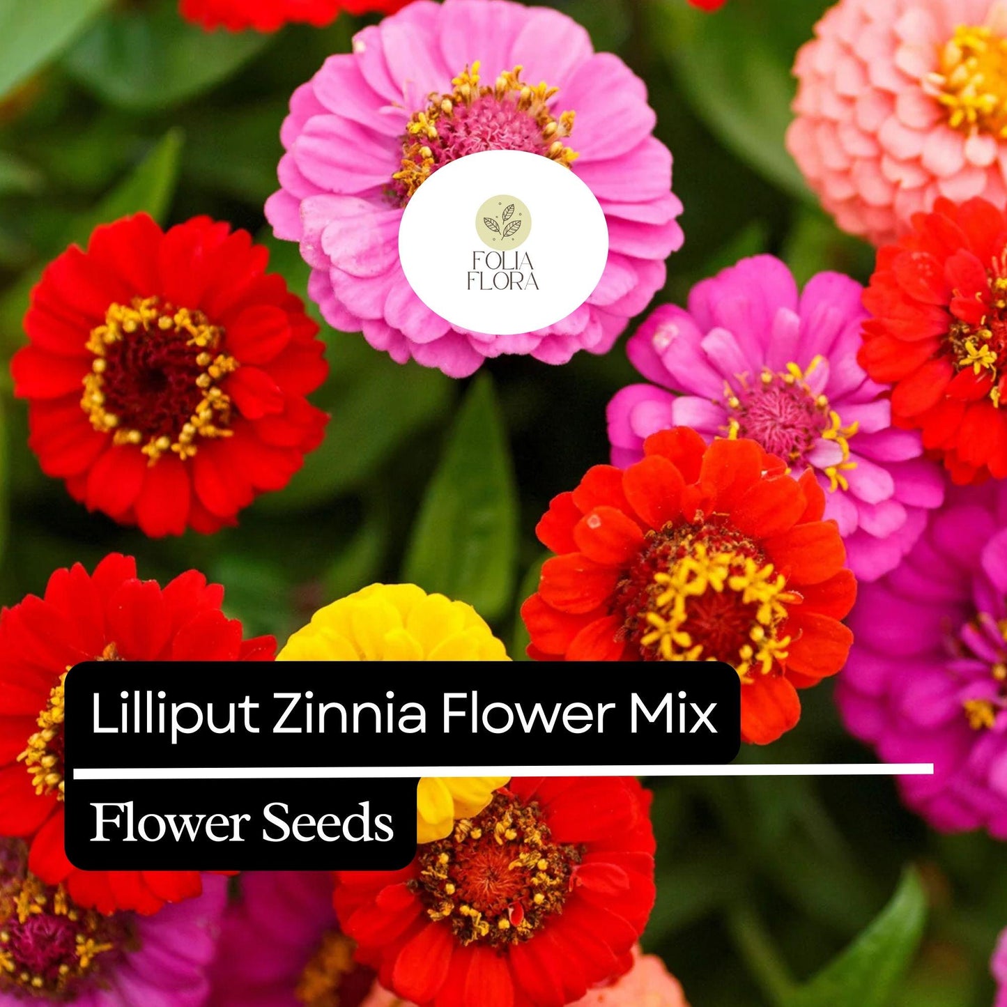 100 Lilliput Zinnia Seeds – Heirloom, Compact, Colorful Mix, Non-GMO, Easy-to-Grow