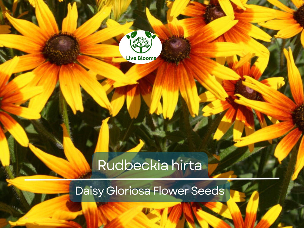 300 Seeds Daisy Gloriosa (Rudbeckia hirta) - Yellow Wildflower for Planting, Perennial, Garden, Pollinator-Friendly, Drought Tolerant