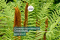 3 Small Bare-Root Cinnamon Ferns (Osmunda cinnamomea) | Lush Perennial, Shade-Loving | Fast Shipping