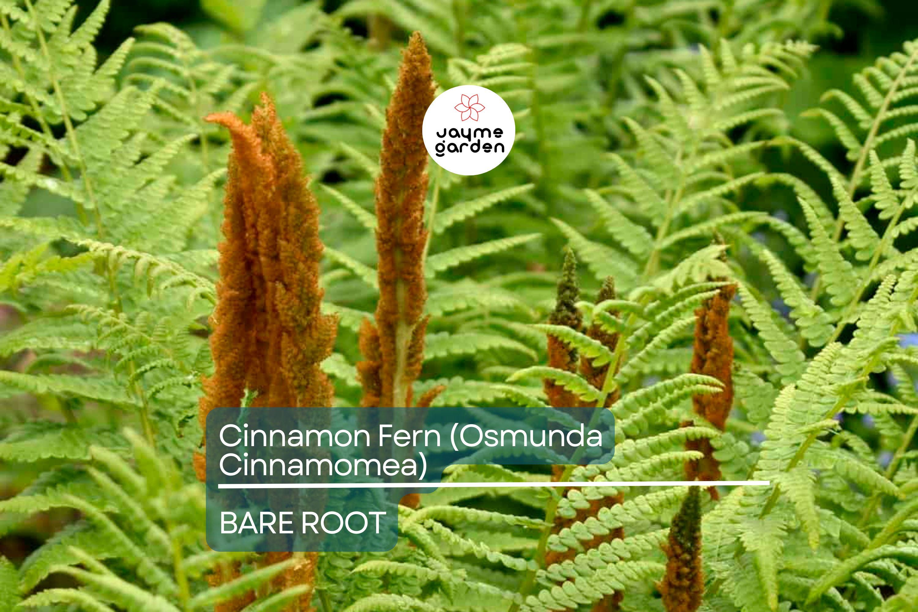 3 Small Bare-Root Cinnamon Ferns (Osmunda cinnamomea) | Lush Perennial, Shade-Loving | Fast Shipping