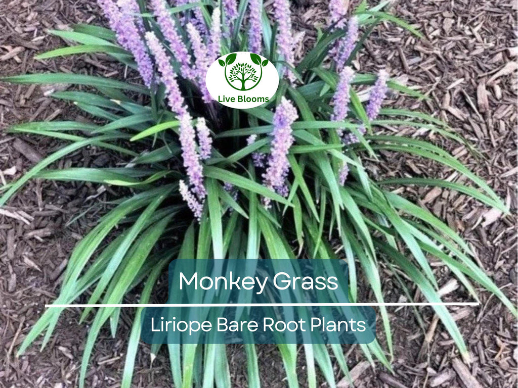 25 Monkey Grass Plants – Big Blue Liriope spicata – Live Bare Root Clumping Groundcover – Hardy Border & Edging Plant