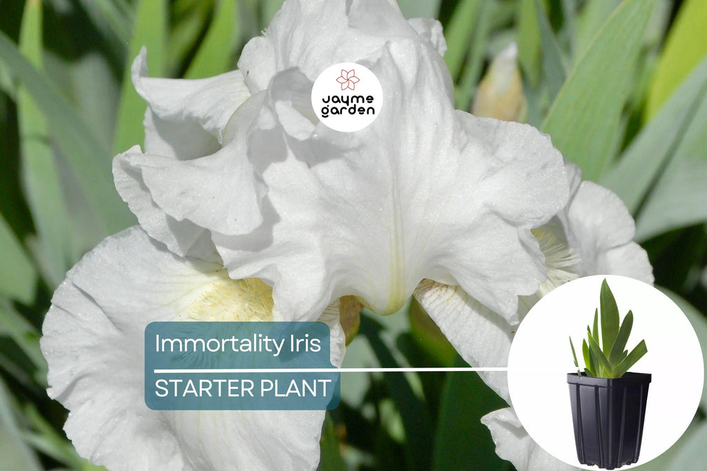 Immortality Iris Plant – Quart Pot | Fragrant Reblooming White Flowers | Perennial, Deer Resistant, Hardy Zones 3-10 | 30" Tall