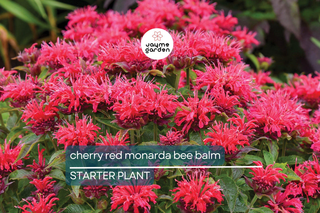 3 Live Cherry Red Monarda Bee Balm Plants | Vibrant Perennial Flowers | Butterfly & Pollinator Favorite | Sun-Loving Bergamot Starter