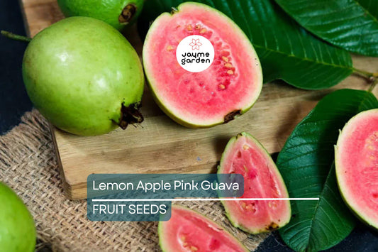 20 Ruby Supreme Guava Tree Seeds - Psidium guajava - Grow Exotic Pink Fruit
