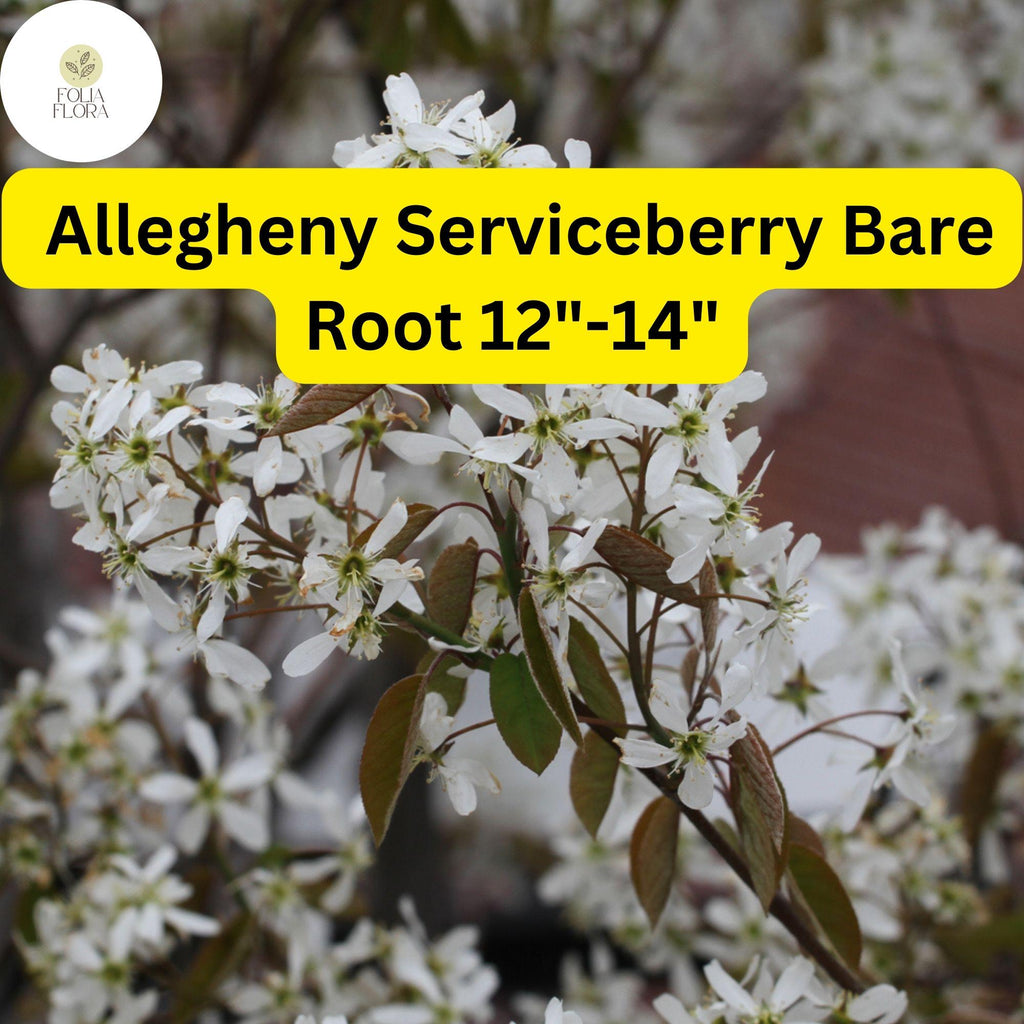 1 Allegheny Serviceberry Tree - Live Bare Root Plant 12"-14" (Amelanchier laevis)