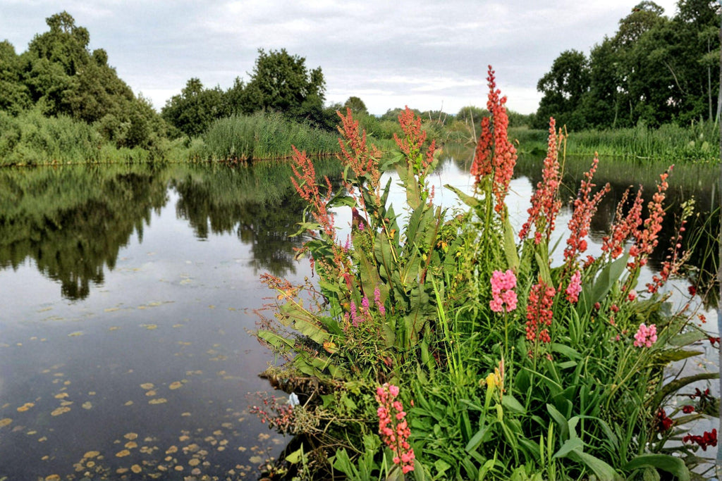 Rumex orbiculatus/Great Water Dock – 100 Seeds | Native Wetland Perennial | Large Foliage | Wildlife & Restoration Plant