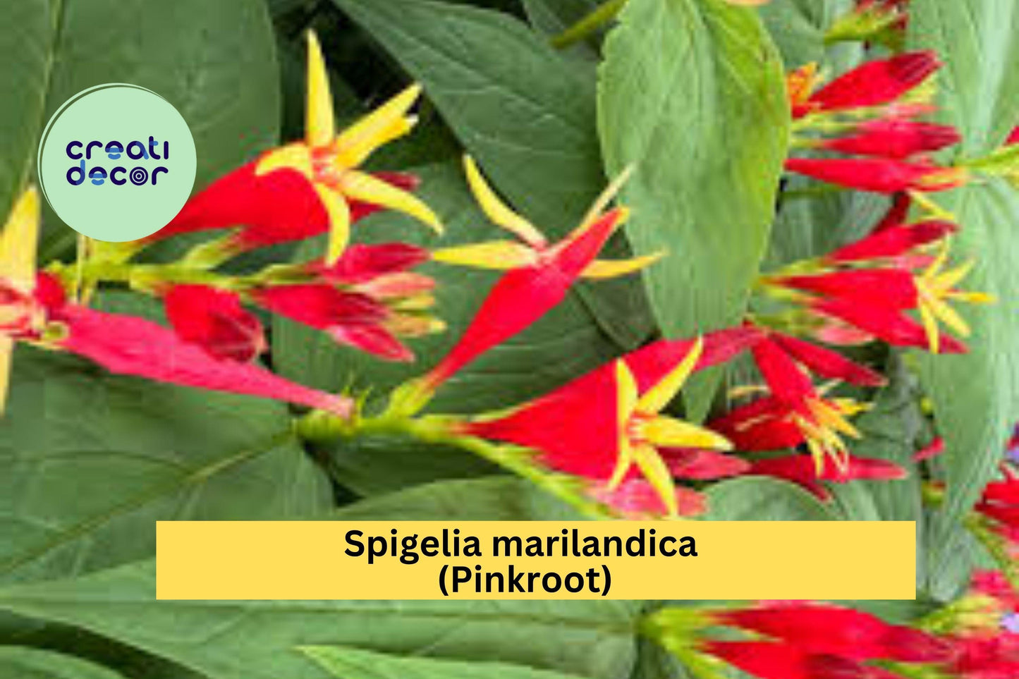 Spigelia marilandica Pinkroot – 3 Bare Root Plants – Hardy Native Perennial Wildflower for Shade Garden and Pollinator Habitat