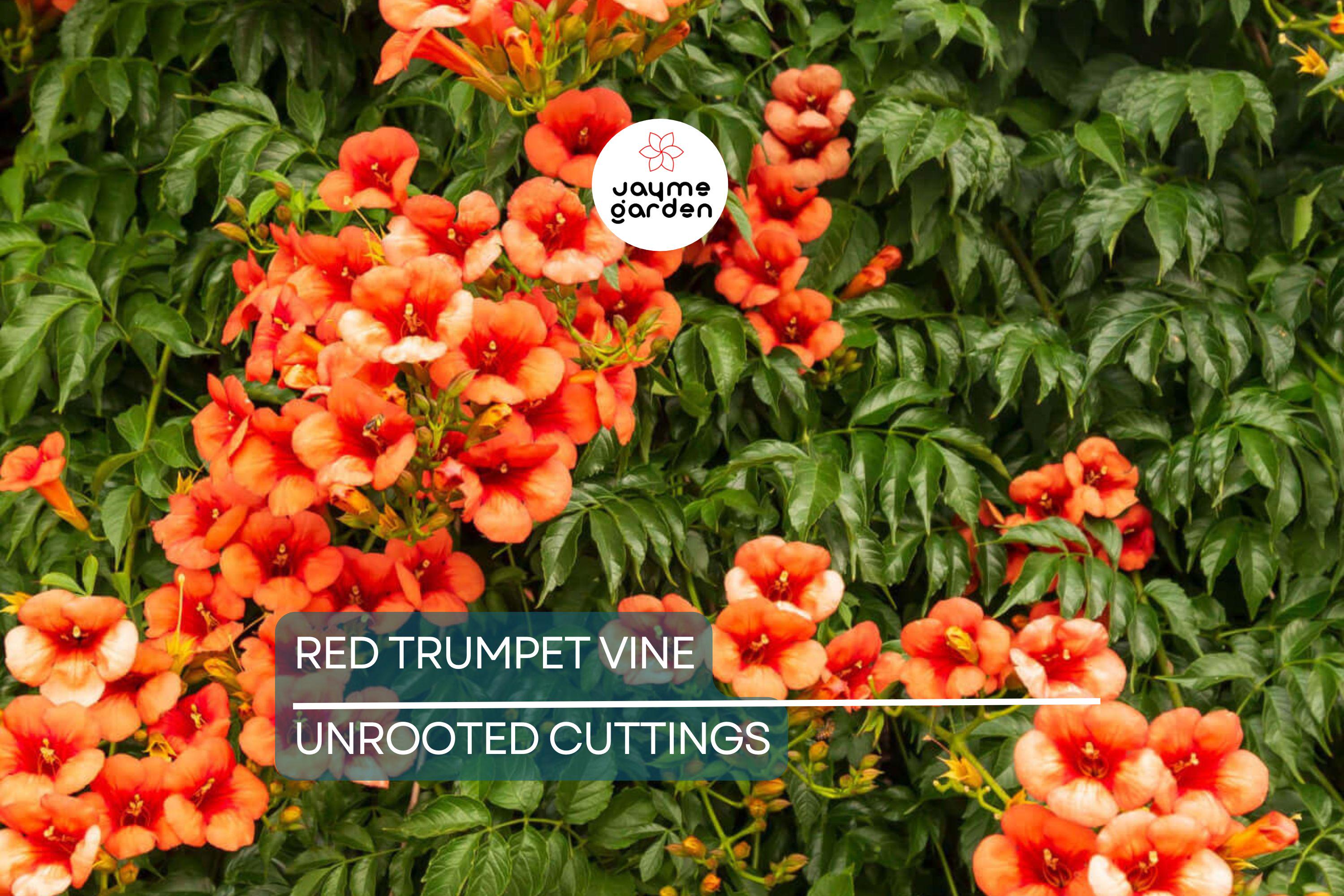 12 Live Red Trumpet Vine Clippings | Campsis Radicans | Perennial Hummingbird Vine | Fast-Growing | Organic Starts |