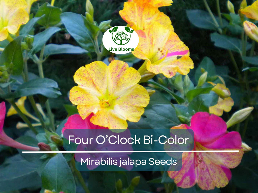 25 Seeds Four O’Clock Bi-Color – Mirabilis jalapa – Heirloom Non-GMO Annual or Perennial – Hummingbird & Pollinator Favorite