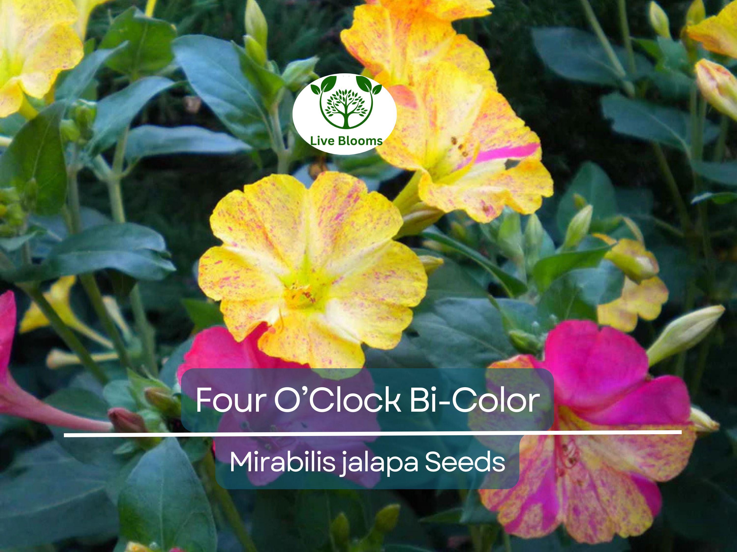 25 Seeds Four O’Clock Bi-Color – Mirabilis jalapa – Heirloom Non-GMO Annual or Perennial – Hummingbird & Pollinator Favorite
