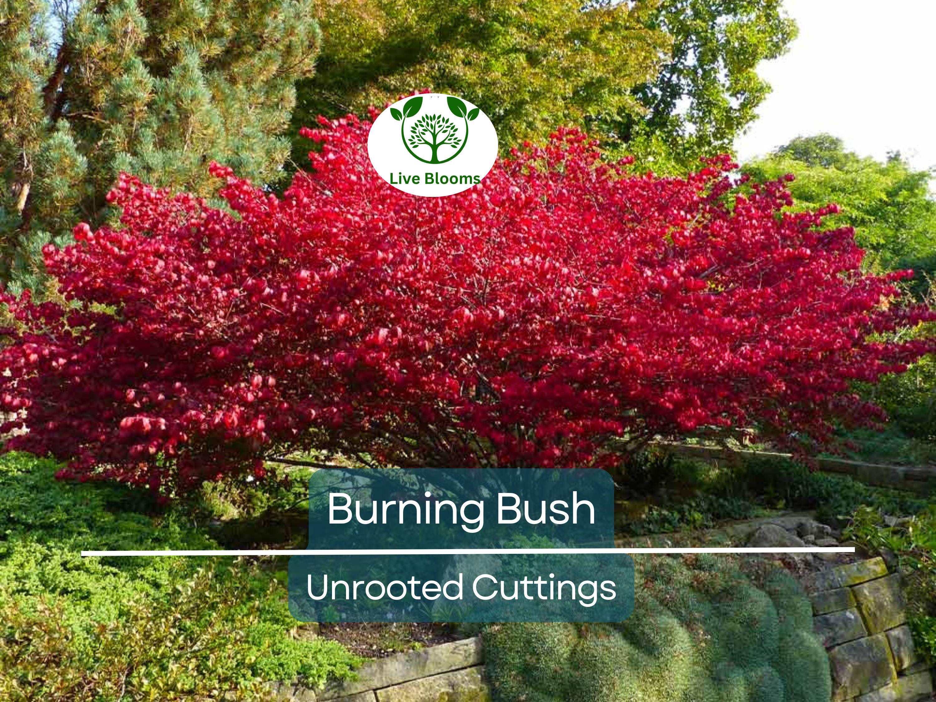 12 Burning Bush Unrooted Cuttings (Euonymus alatus) 6-8" | Dwarf Burning Bush, Ornamental Shrub for Landscaping