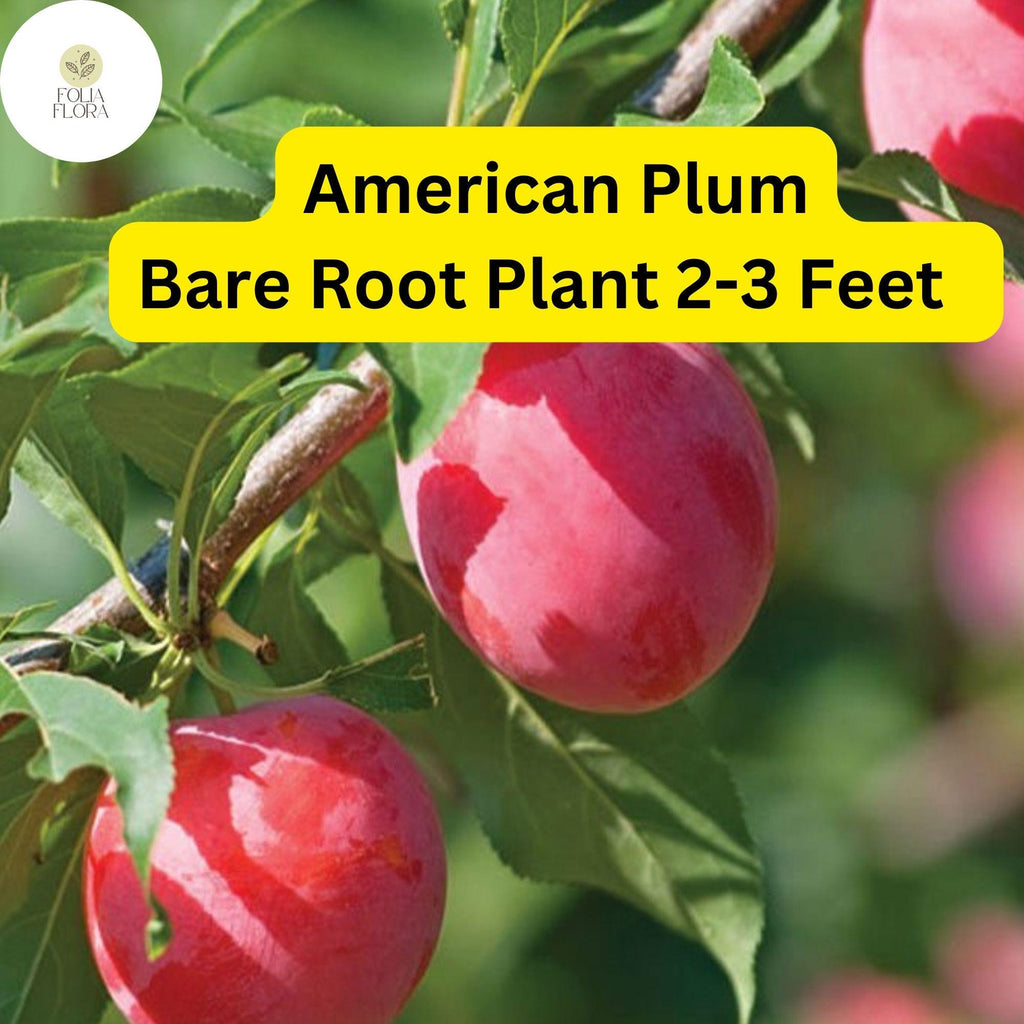 1 American Plum Tree (Prunus americana) - Live Bare Root Plant for Gardens & Landscapes 2-3 Feet