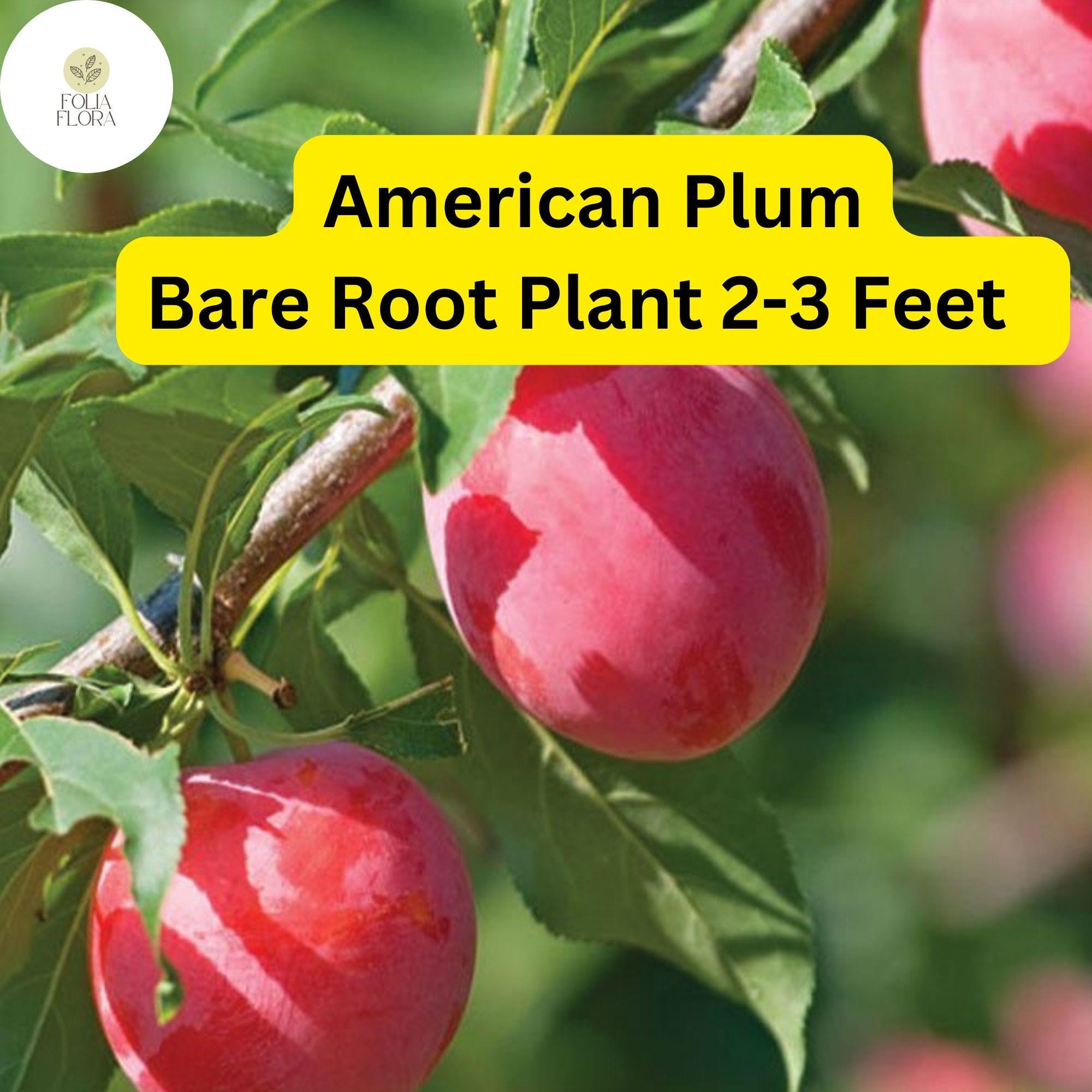 1 American Plum Tree (Prunus americana) - Live Bare Root Plant for Gardens & Landscapes 2-3 Feet