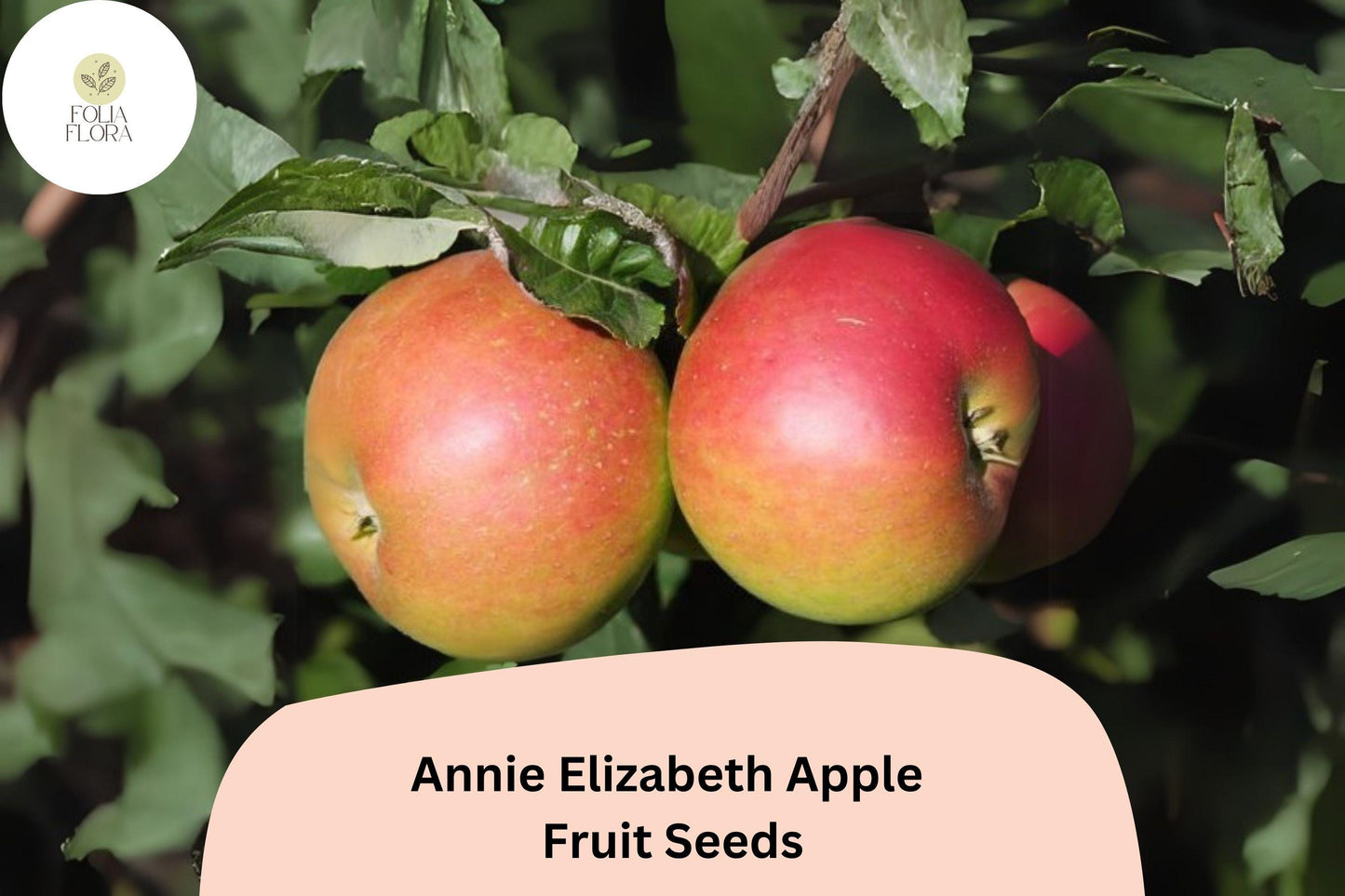 25+ Annie Elizabeth Apple Seeds | Malus domestica | Hardy Heritage Cooking Apple | Grow Fruit Tree from Seed | Cold Climate Friendly