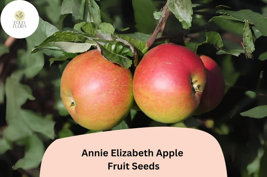 25+ Annie Elizabeth Apple Seeds | Malus domestica | Hardy Heritage Cooking Apple | Grow Fruit Tree from Seed | Cold Climate Friendly