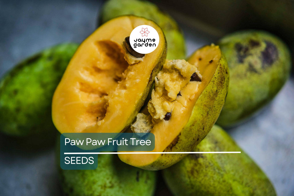 5 Paw Paw Tree Seeds (Asimina Triloba) | Fresh Stratified Indiana Banana Seeds | Ready to Plant | Unique Fruit & Purple Blossoms