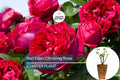 Red Eden Climbing Rose Plant - 1.5 Gal | Large Crimson Blooms | 100+ Petals | Fragrant Tea Scent | Own-Root |