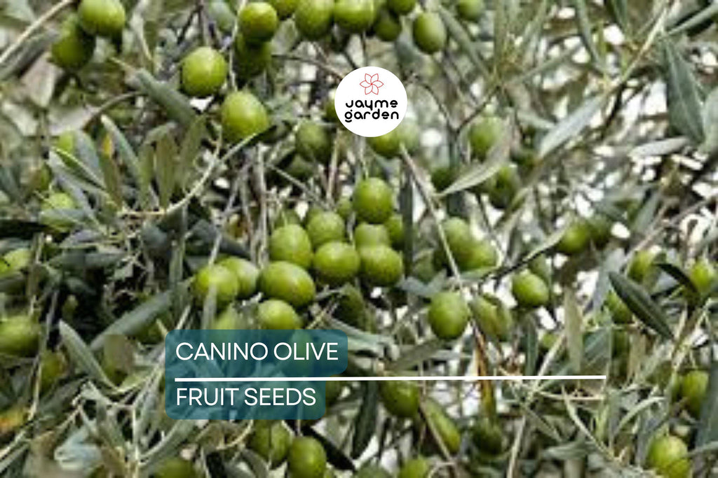 10 Canino Olive Tree Seeds (Olea europaea) – Mediterranean Edible Fruit, Heirloom Variety