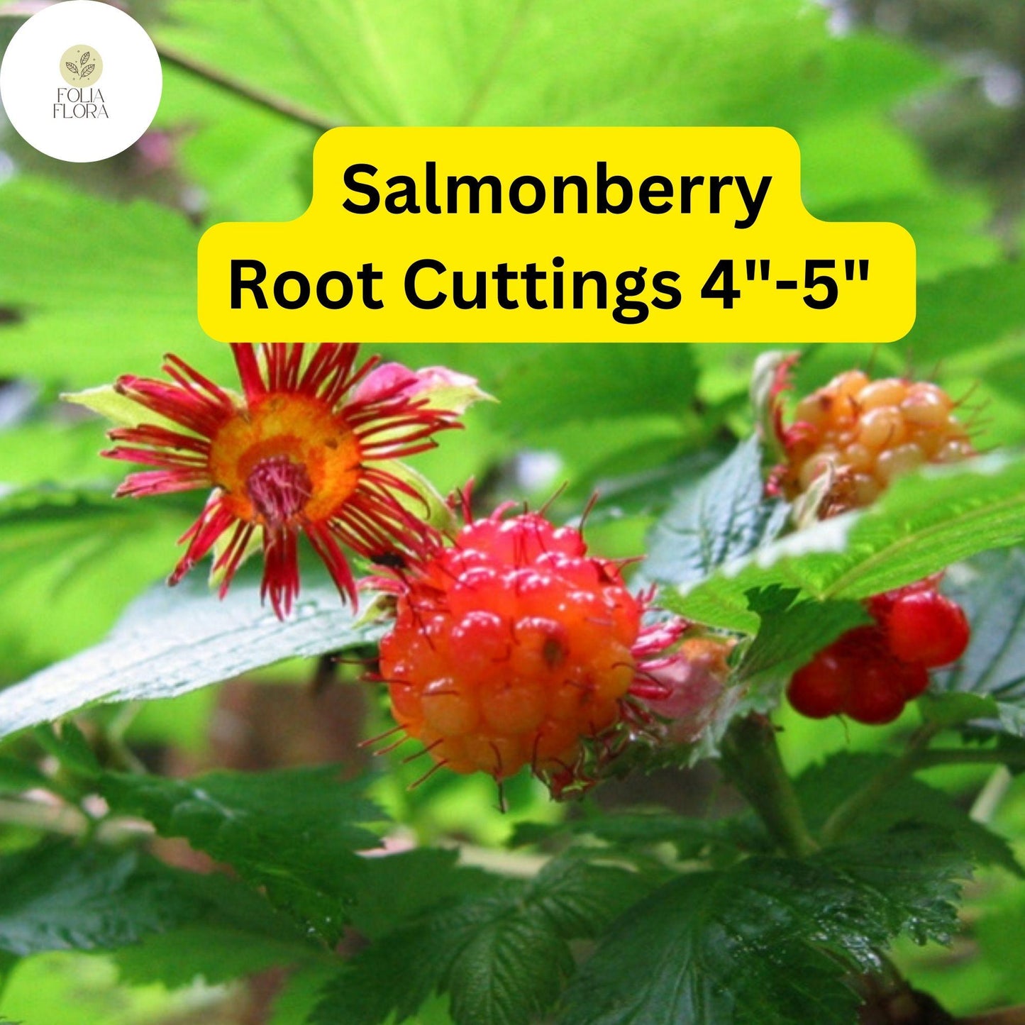 5 Salmonberry Root Cuttings 4"-5", Live Plants Rhizomes, Rubus spectabilis, Organic Perennial, Edible Berries
