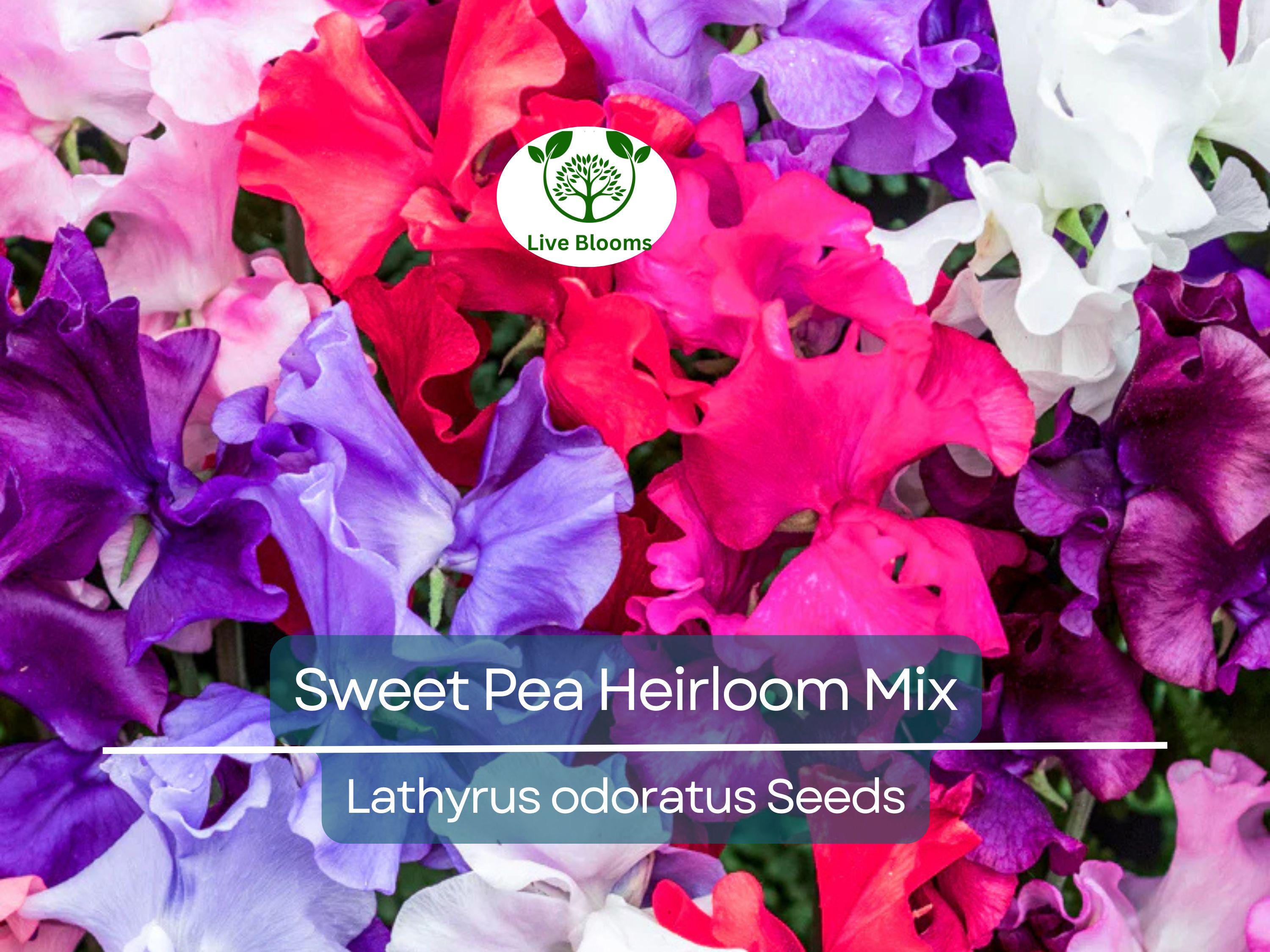 20 Seeds Sweet Pea Heirloom Flower Mix, Lathyrus Fragrant Climbing Vine, Non-GMO, Aromatic Garden Flowers, Easy to Grow