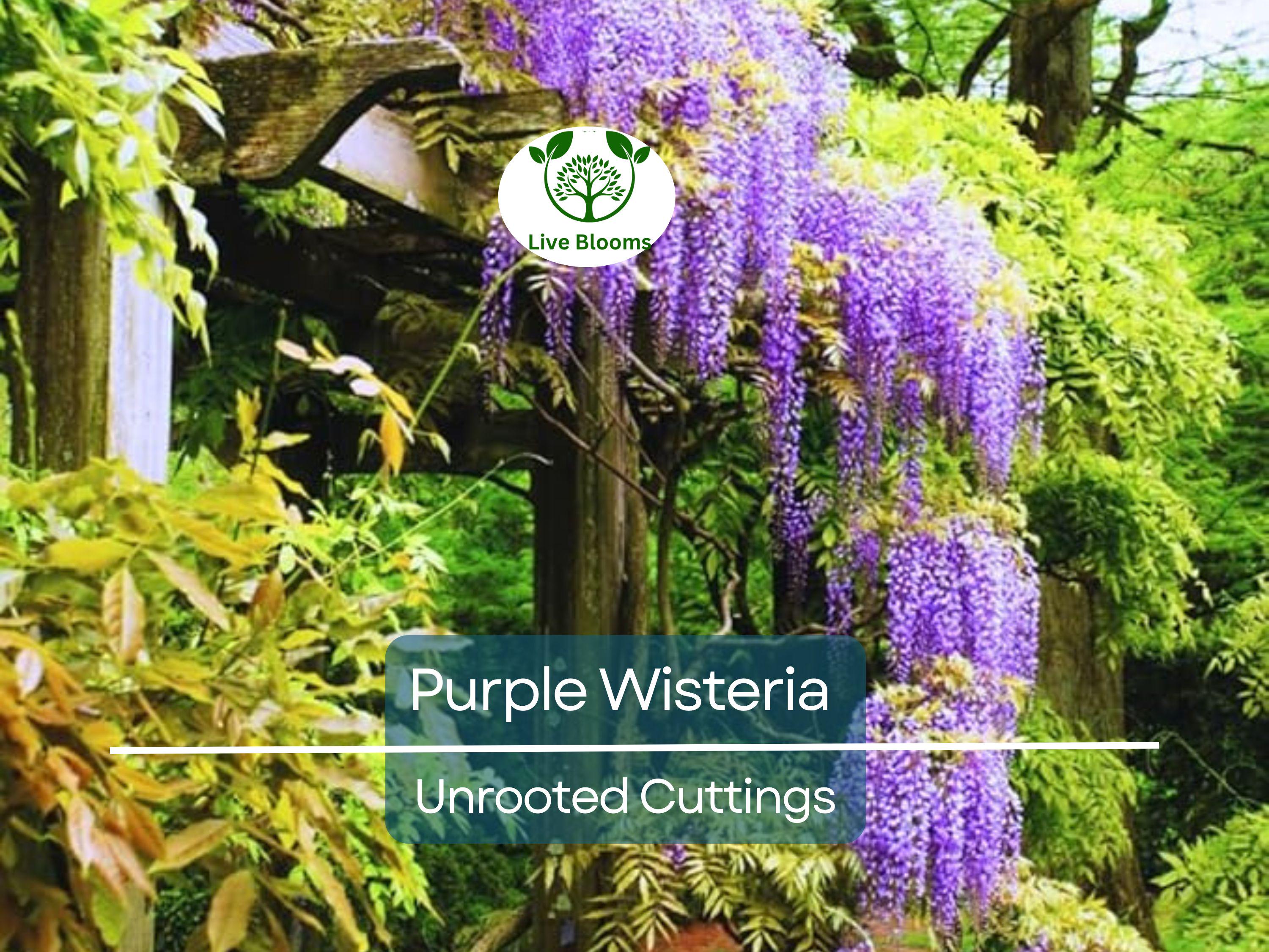 10 Hardy Purple Wisteria Unrooted Cuttings 6" - Wisteria Sinensis for Garden, Vines, and Pergolas
