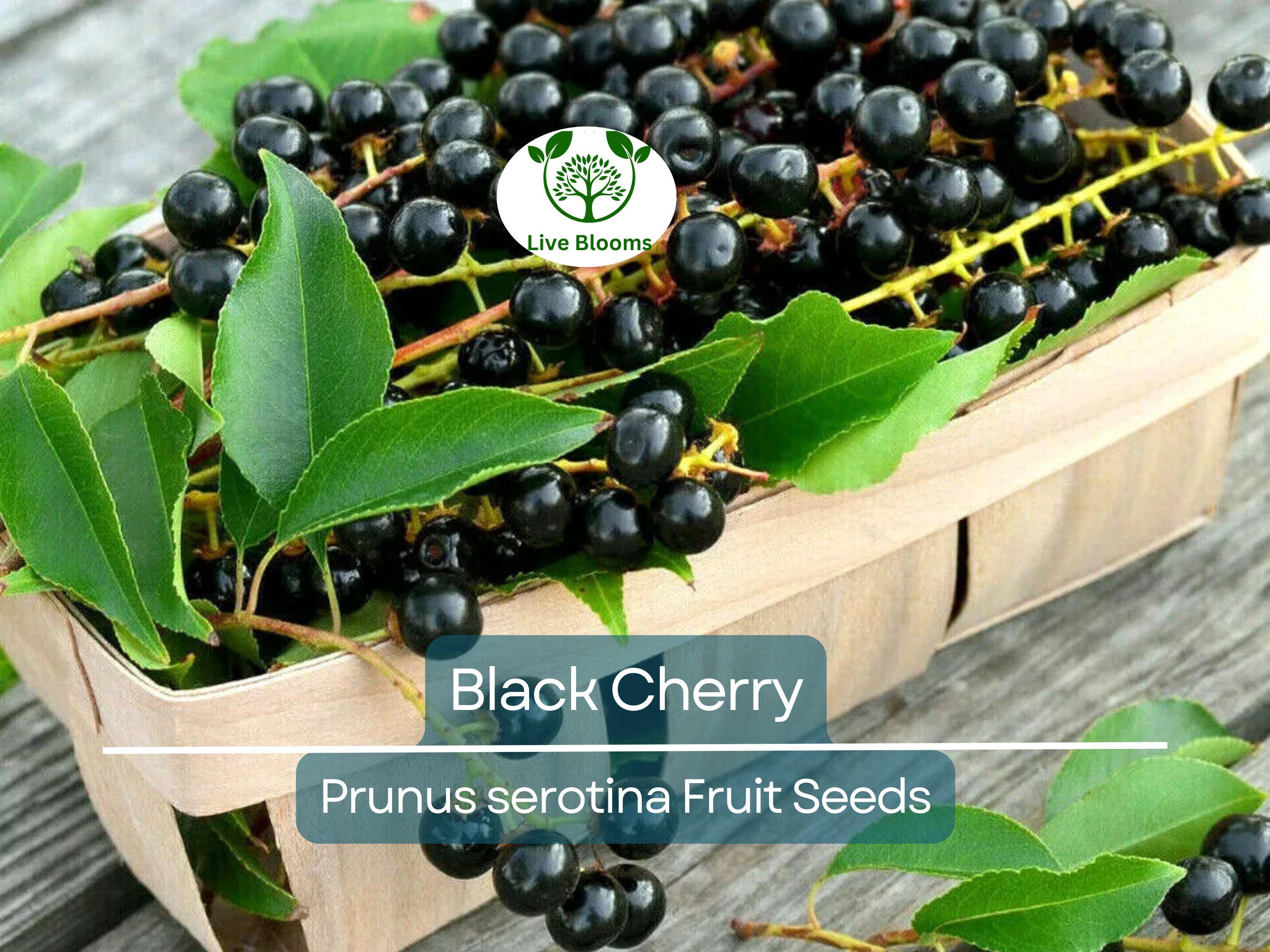 20 Black Cherry Seeds (Prunus serotina), Sweet Edible Fruit, High Yield, Hardy Tree, Perfect for Garden, Jam, Jellies, & Fresh Eating
