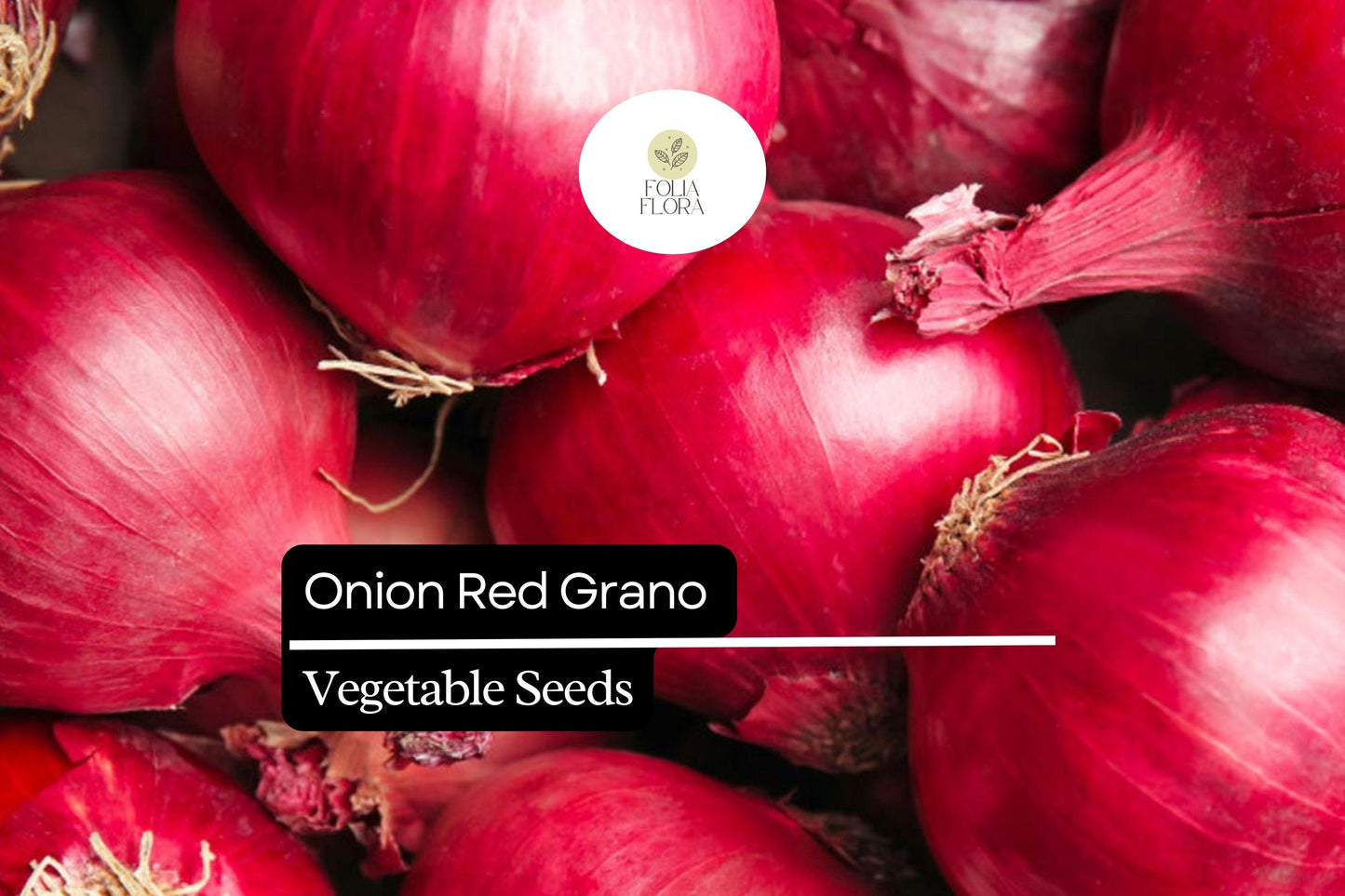 200 Seeds Red Grano Onion, Allium Cepa, Sweet Red Bulb Onion for Gardens