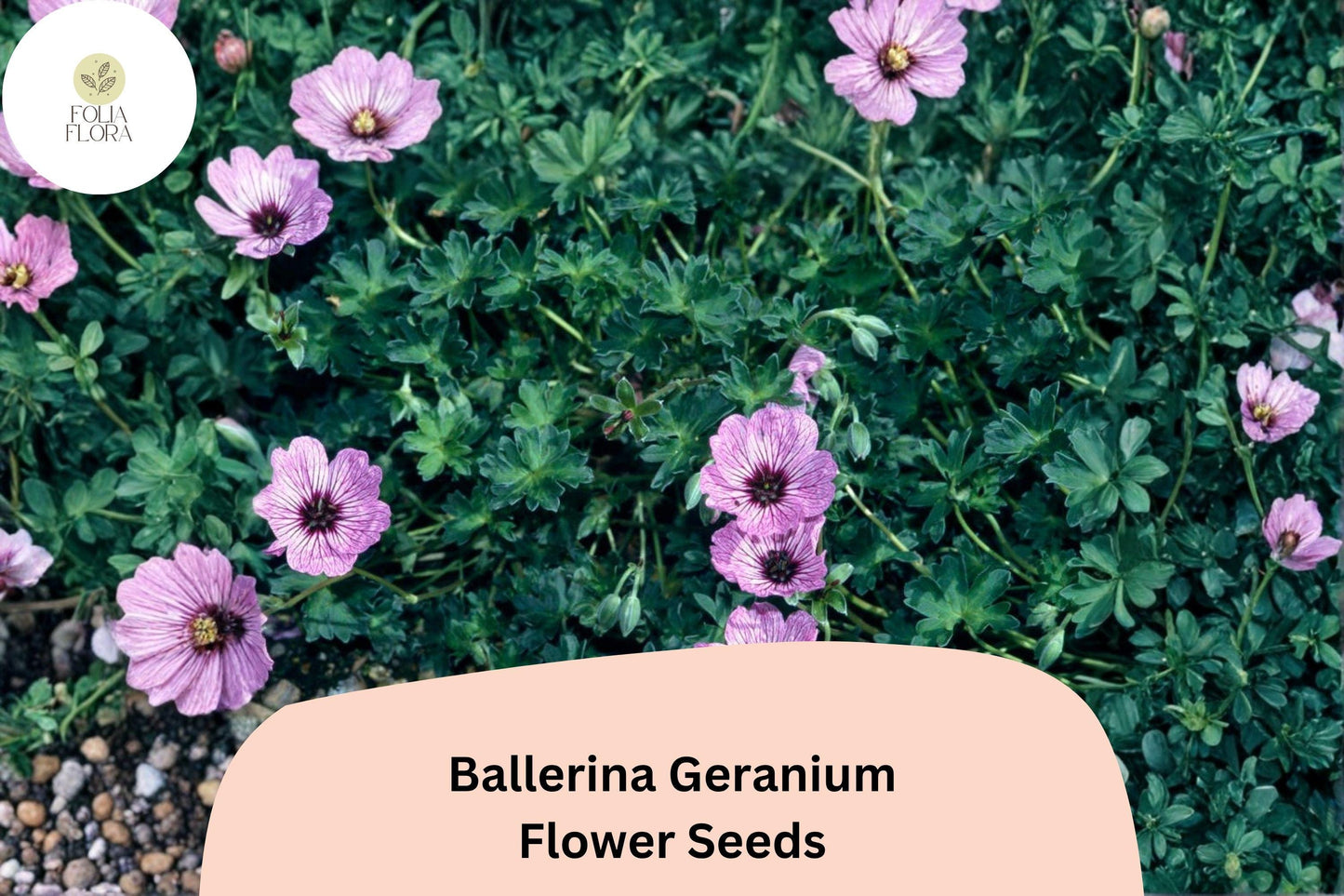 25+ Ballerina Geranium Seeds | Purple Hardy Cranesbill | Perennial Ground Cover Flower for Garden Beds