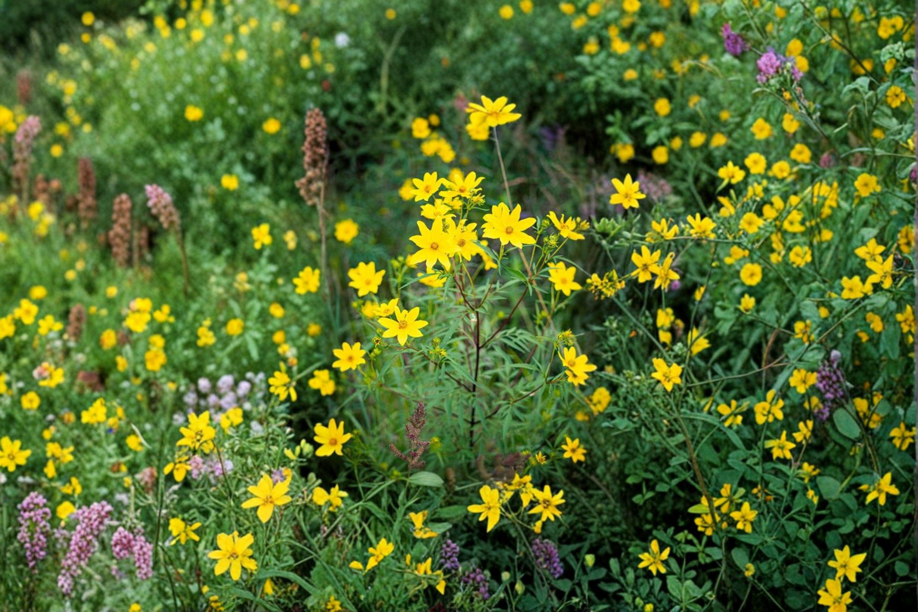 Bearded Beggarticks – Bidens polylepis Seeds | 30 Seeds | Native Yellow Wildflower | Pollinator-Friendly Plant