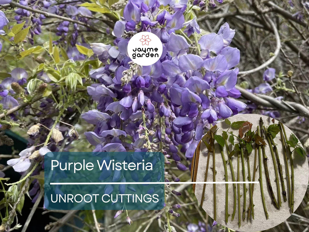 5 Unrooted Purple Wisteria Cuttings - Hardy Climbing Vine with Fragrant Flowers for Trellises, Fences, Gardens, & Outdoor Landscaping