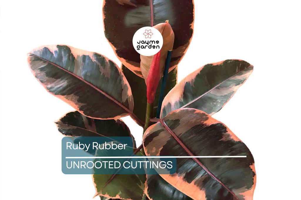 Ruby Rubber Plant Ficus elastica 'Ruby' - 3 Fresh Cuttings, 12" Long Starter Plant