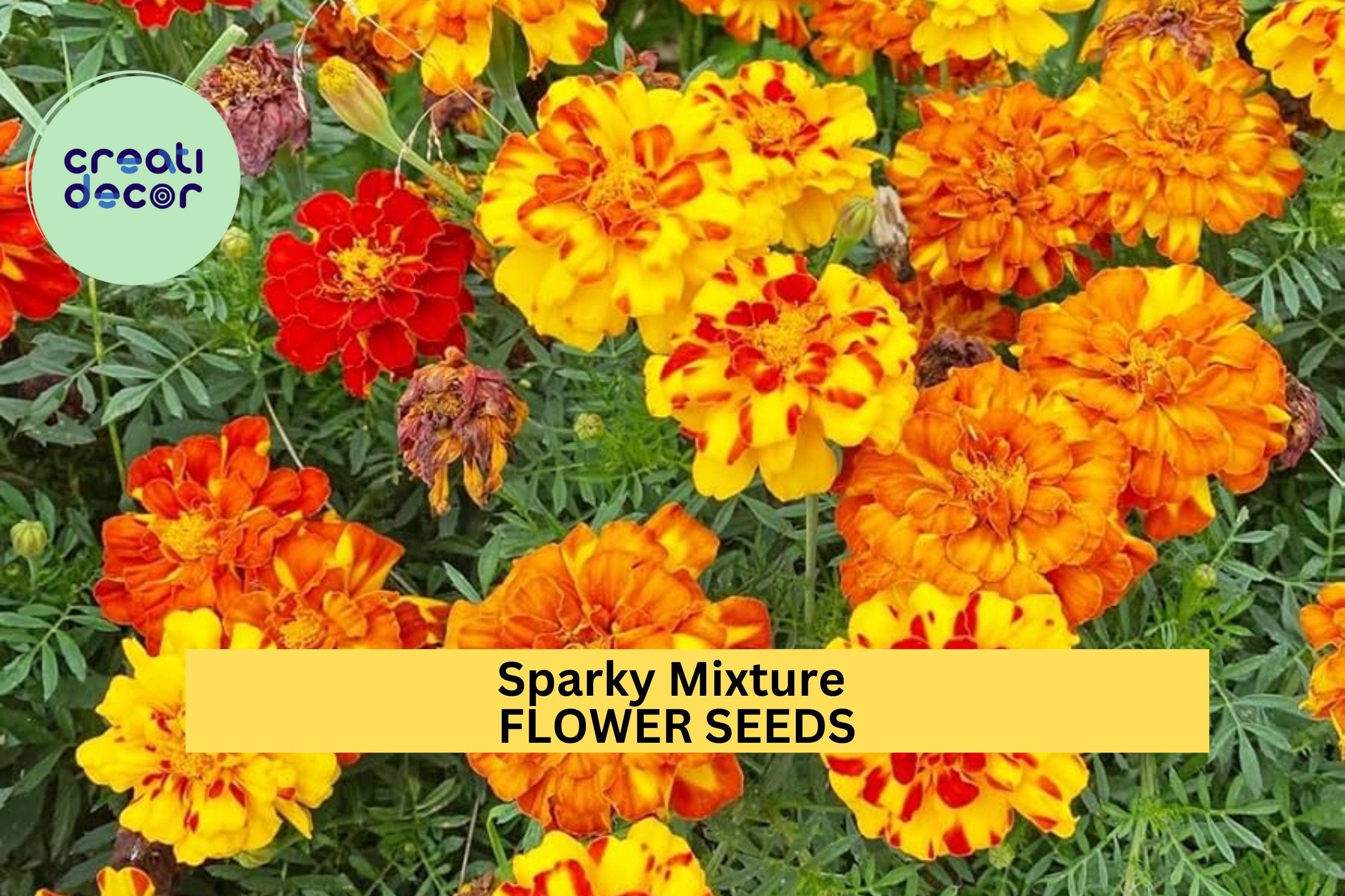 3pcs of 500mg Sparky Mixture Marigold Seeds – Bright Ruffled Blooms in Red, Gold & Orange, Borders Pollinator Gardens Seeds for Planting