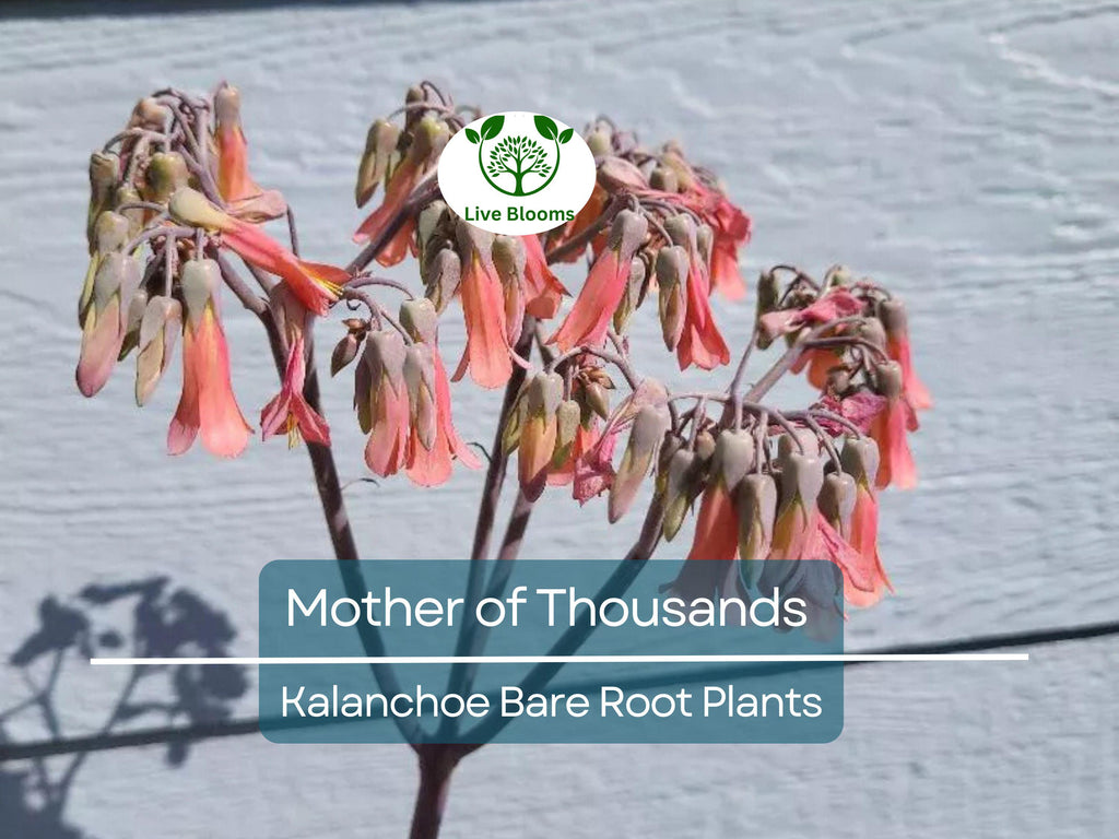 4 Mother of Thousands Plants - Kalanchoe - Alligator Plants - 2"-3" Bare Root Succulents - Live Starter Plants