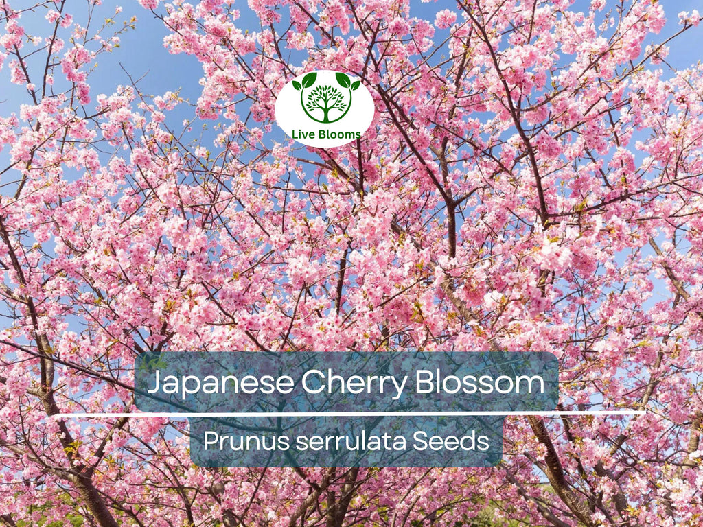 20 Japanese Cherry Blossom Tree Seeds (Prunus serrulata) | Pink Flowering Sakura Bonsai, Beautiful Spring Blooms, Ornamental Tree