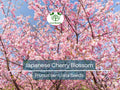 20 Japanese Cherry Blossom Tree Seeds (Prunus serrulata) | Pink Flowering Sakura Bonsai, Beautiful Spring Blooms, Ornamental Tree