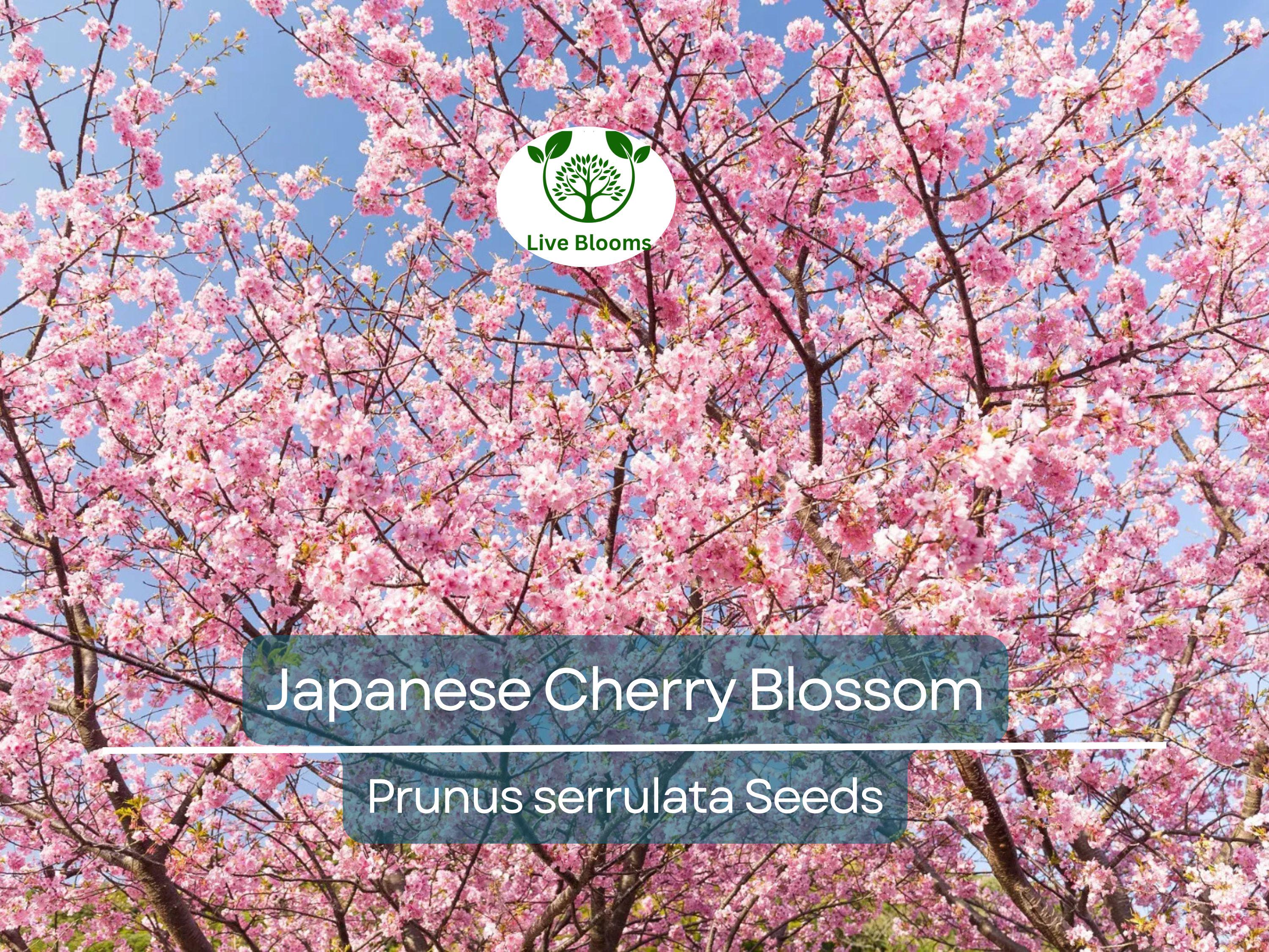 20 Japanese Cherry Blossom Tree Seeds (Prunus serrulata) | Pink Flowering Sakura Bonsai, Beautiful Spring Blooms, Ornamental Tree