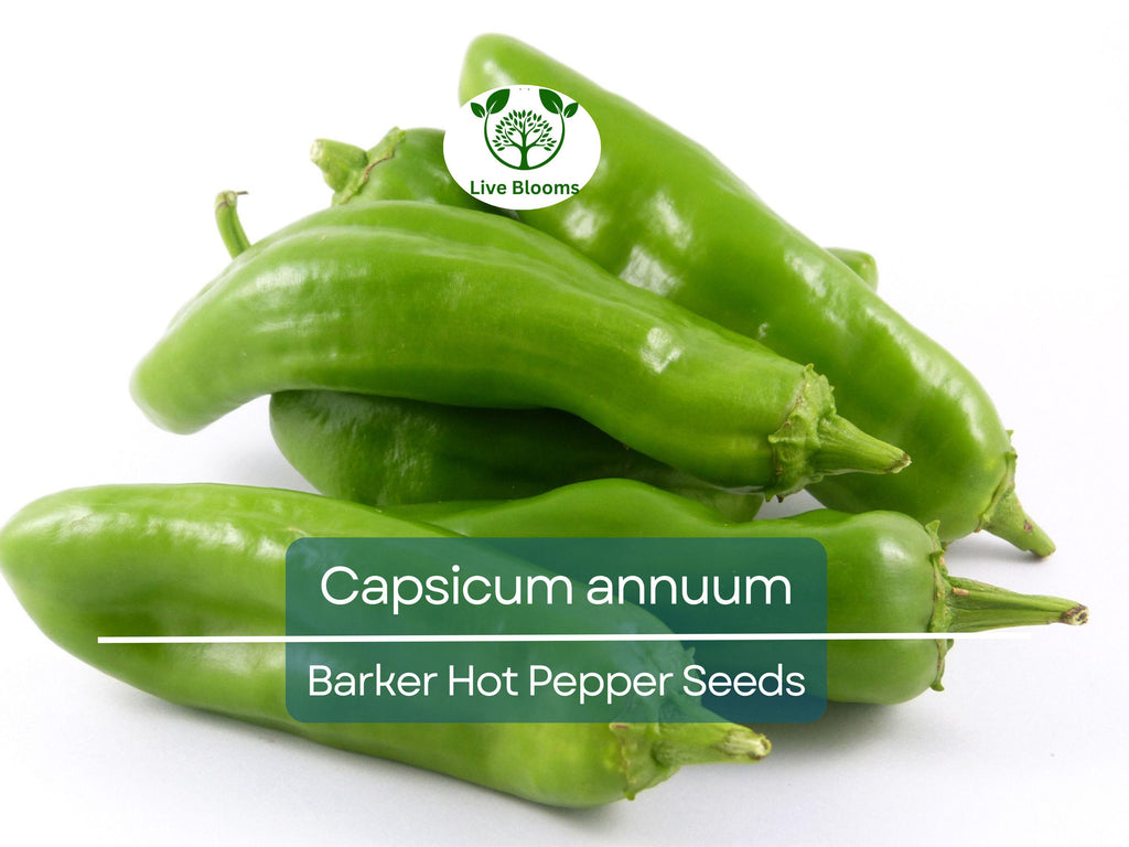 250 mg Barker Hot Pepper Seeds - Capsicum annuum | Spicy Heirloom Pepper for Planting, Perfect for Salsas, Cooking & Home Gardens