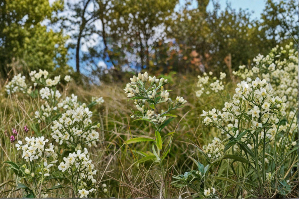 Sweet Everlasting – Pseudognaphalium obtusifolium, Native Annual Wildflower | Fragrant Blooms (500 Seeds)