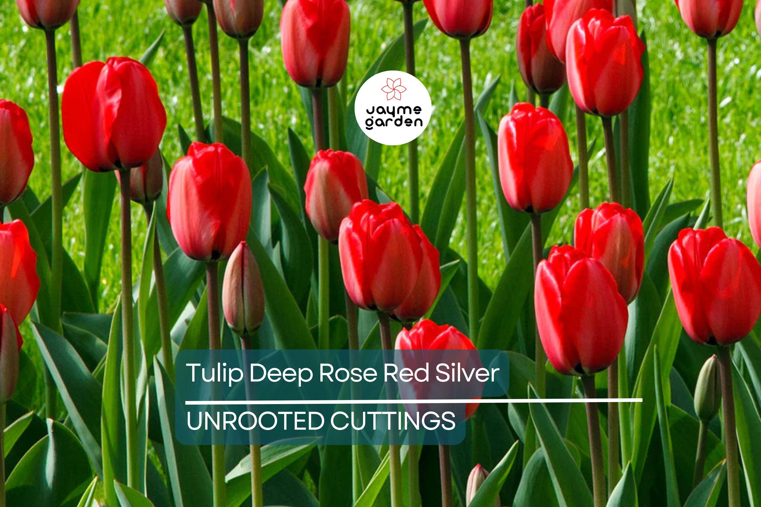 Tulip Spryng Tide Bulbs - 5 Deep Rose Red & Silver Sheen Bulbs, Fragrant, Weather-Resistant, USDA Zones 3-8
