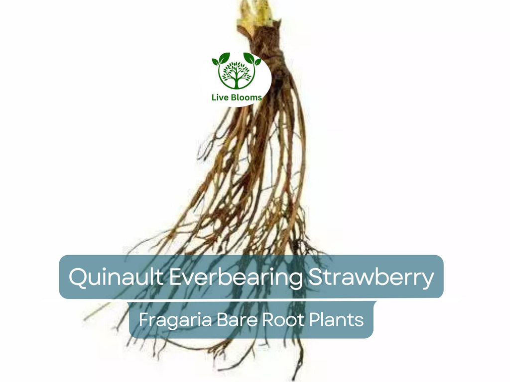 10 Quinault Everbearing Strawberry Plants - Bare Root - Fragaria × ananassa - Sweet, Juicy, Heirloom, Non-GMO, Easy to Grow