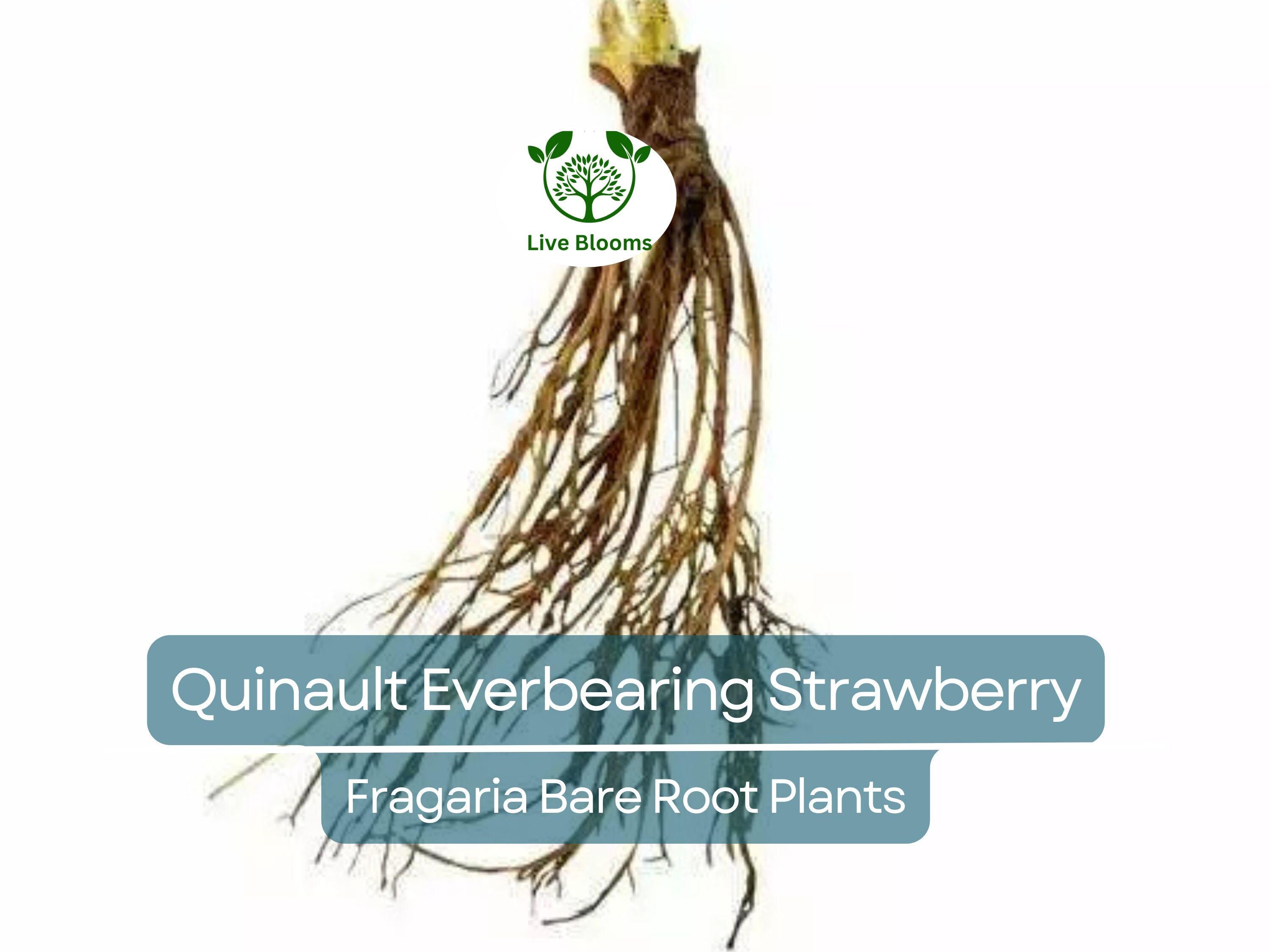 10 Quinault Everbearing Strawberry Plants - Bare Root - Fragaria × ananassa - Sweet, Juicy, Heirloom, Non-GMO, Easy to Grow