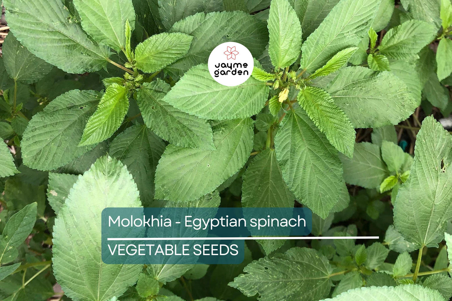 100 Molokhia Seeds | Egyptian Spinach (Corchorus olitorius) | Saluyot, Green Jute, Heirloom, Non-GMO