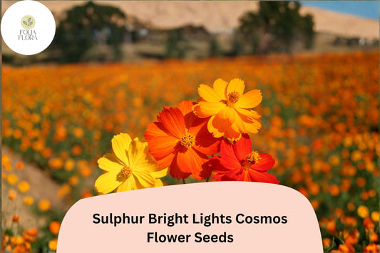200+ Sulphur Bright Lights Cosmos Seeds | Cosmos sulphureus Orange Yellow Mix | Hardy Annual Flower Seeds