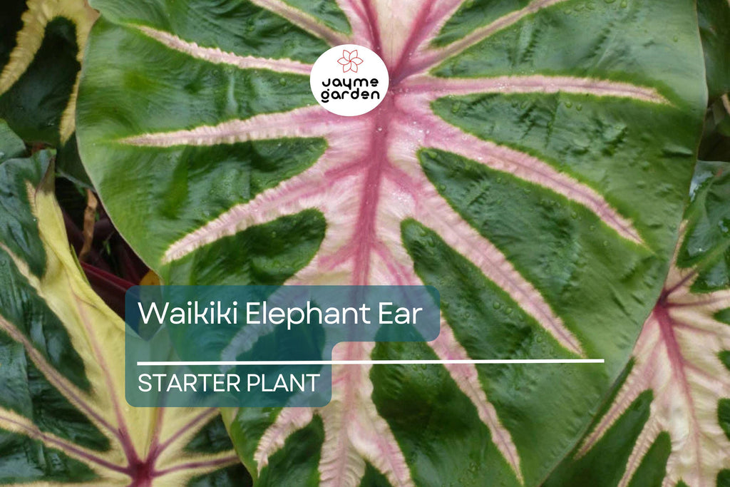 Waikiki Elephant Ear Starter Plant - Rare Colocasia Esculenta - Live, Healthy, Rooted, Shipped in Pot