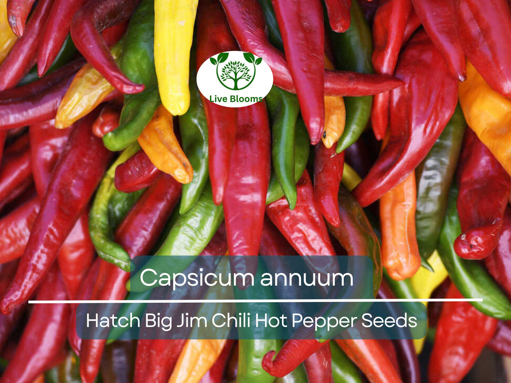 30 Seeds Hot Hatch Big Jim Chili Pepper – Capsicum annuum | Heirloom Hot Pepper for Planting, Gardening & Flavorful Harvests