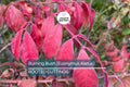 Live Burning Bush Plant | Euonymus Alatus | 1-2 Yr Old Shrub | Strong Roots | Stunning Fall Color | Hardy Landscaping Plant