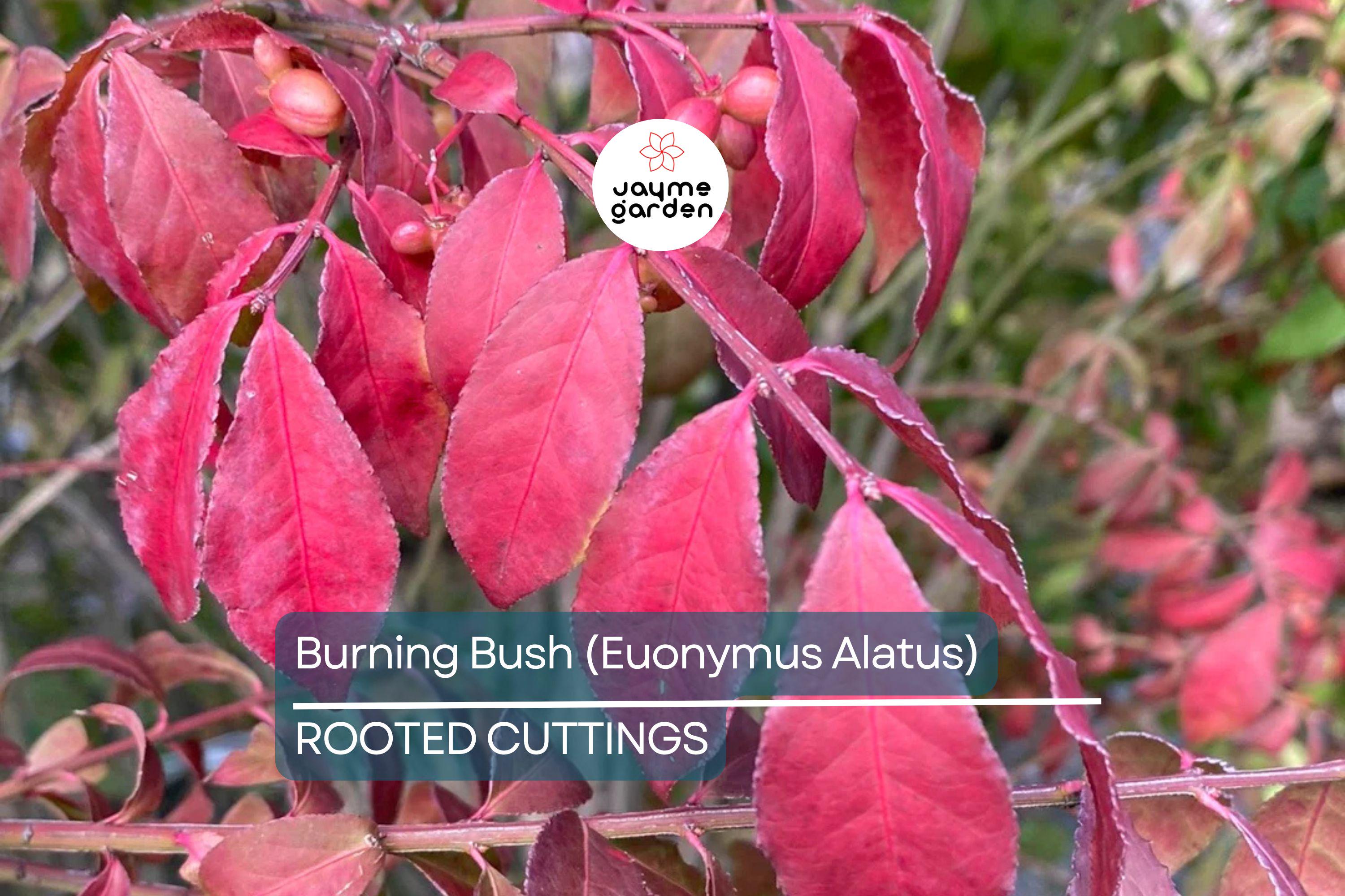 Live Burning Bush Plant | Euonymus Alatus | 1-2 Yr Old Shrub | Strong Roots | Stunning Fall Color | Hardy Landscaping Plant