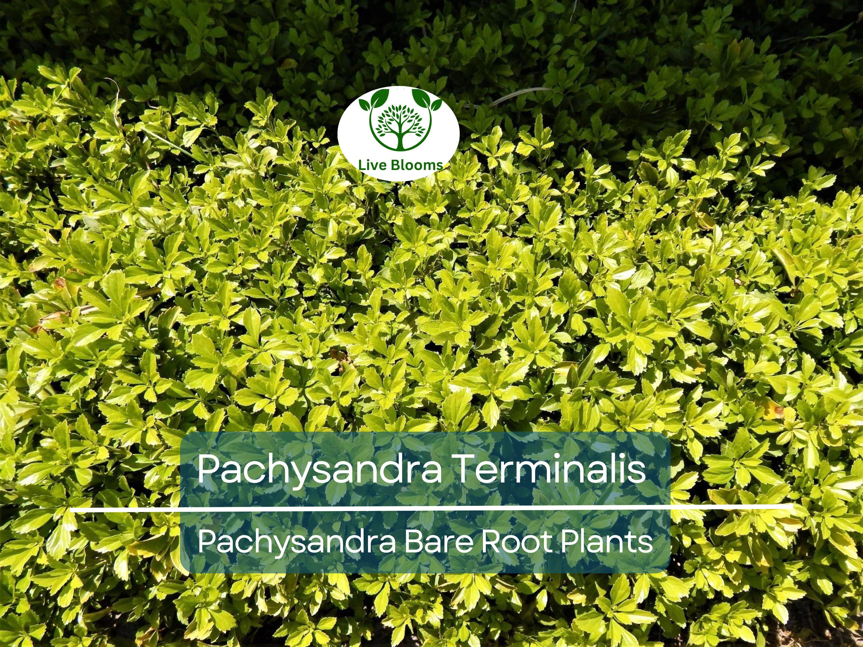 35 Pachysandra Plants – Bare Root Terminalis Spurge – Evergreen Ground Cover – Organic Roots – Shade-Loving Landscape Filler