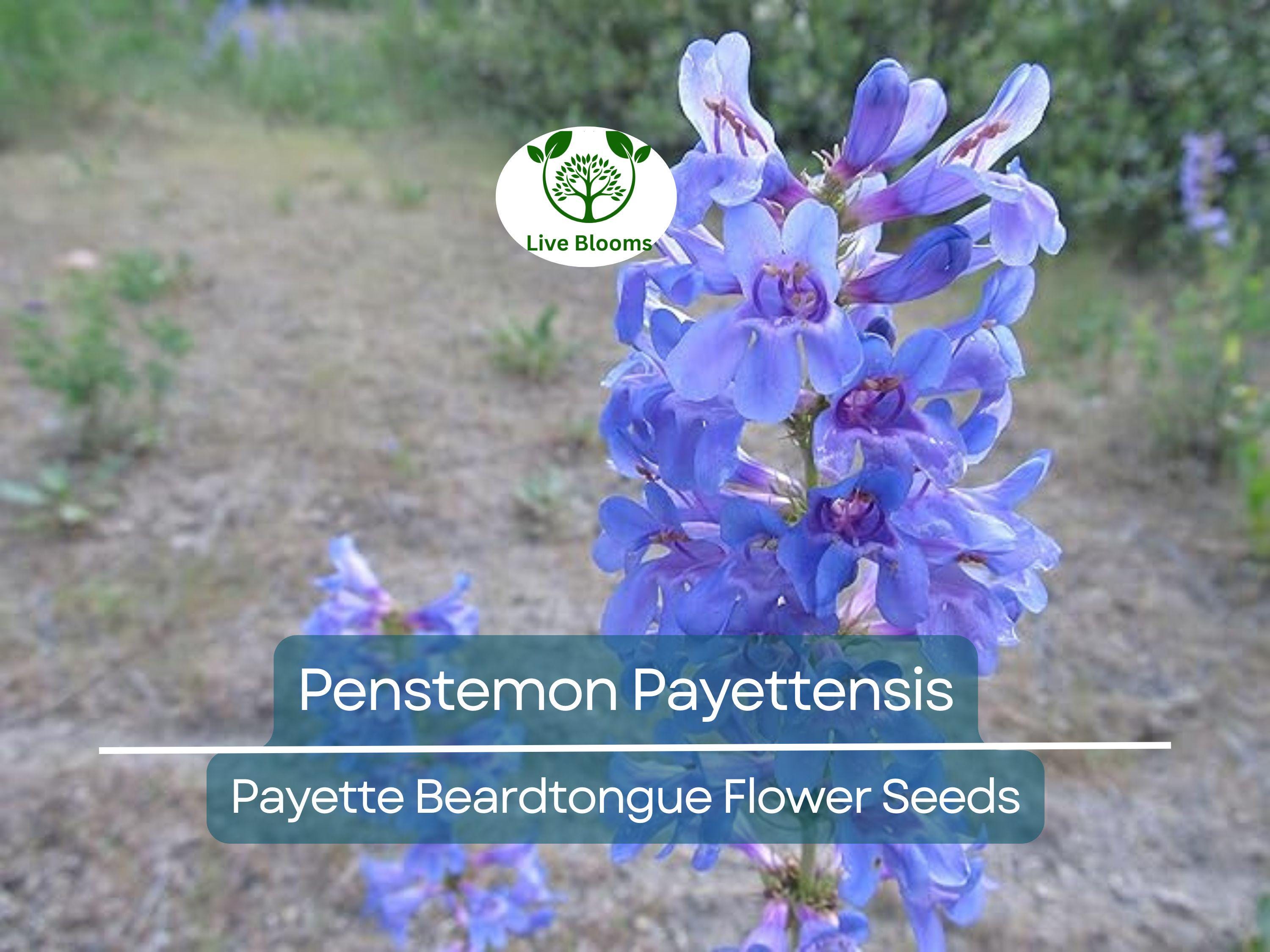 100 mg Seeds Penstemon Payettensis (Payette Beardtongue) for Planting | Native Wildflower for Pollinator Gardens & Well-Drained Soils