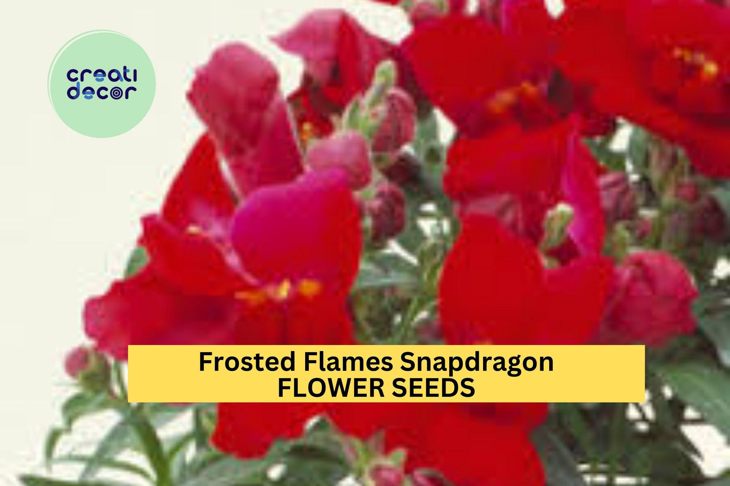 1000+ Frosted Flames Snapdragon Seeds – Variegated Foliage & Bright Blooms for Garden Planting, Unique Border Flowers – USA
